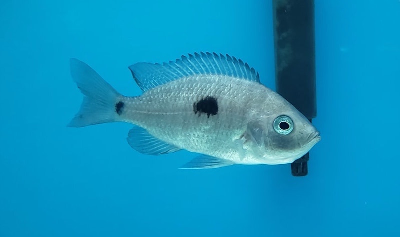 Copadichromis geertsi 'Gome'